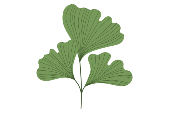 Floral Element. Green Leaf. Decorative B: Graphics for Creative Design